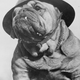 Illustration for article titled Vintage Photos Reveal Century-Long Obession with Dressing Up Pets